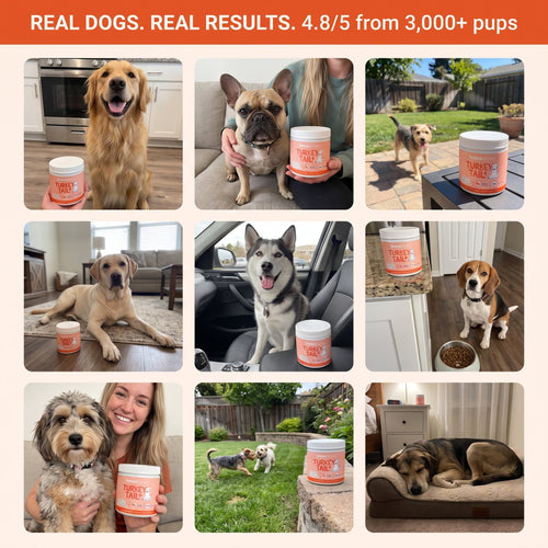 BrasaBloom Gut & Immune Chews