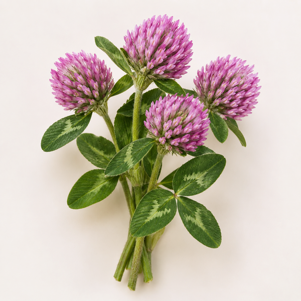 bb2-ing-redclover